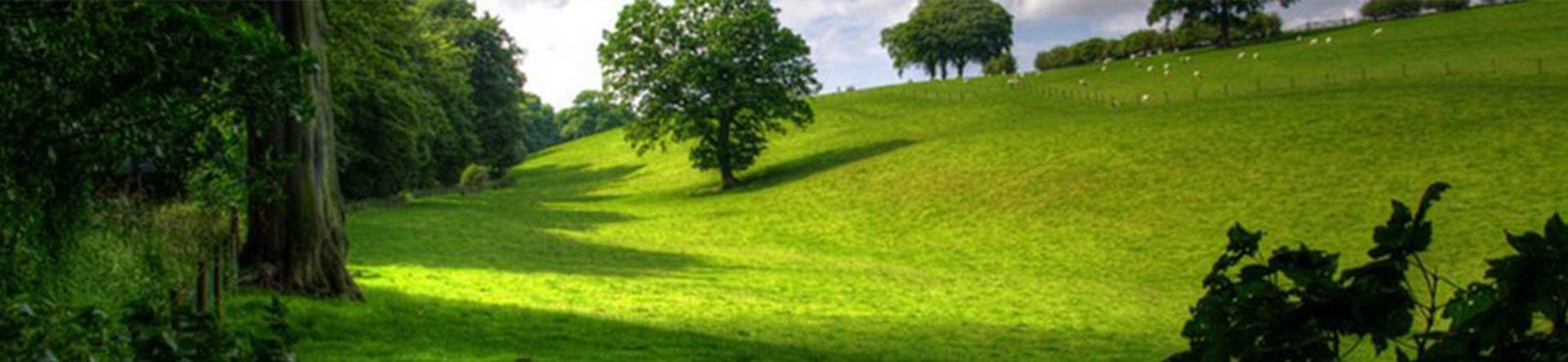 gelaende-wald-gruen-natur-banner